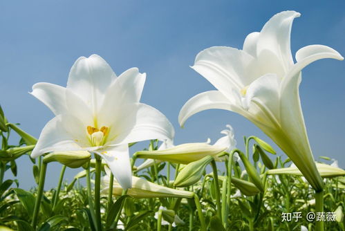 百合花怎么种,从土壤准备到养护管理
