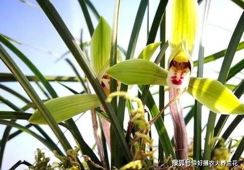 有哪些兰花可以室外载,适合室外栽种的兰花品种大盘点