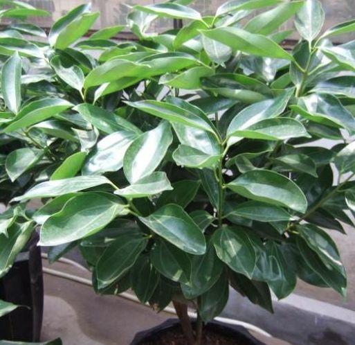 平安树移植后多久浇水,平安树移植后浇水时间指南