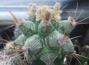 仙人掌科的植物有哪些,仙人掌科植物多样性概览