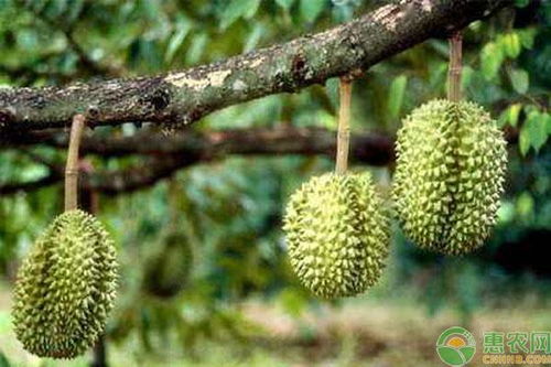 榴莲仔发芽怎么栽培,从种子到成熟果实的栽培之旅