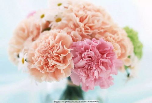 康乃馨的花花蕊长什么样,康乃馨花蕊的精致与神秘
