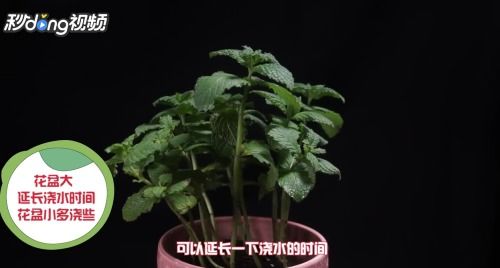 薄荷草如何浇水,掌握最佳灌溉技巧