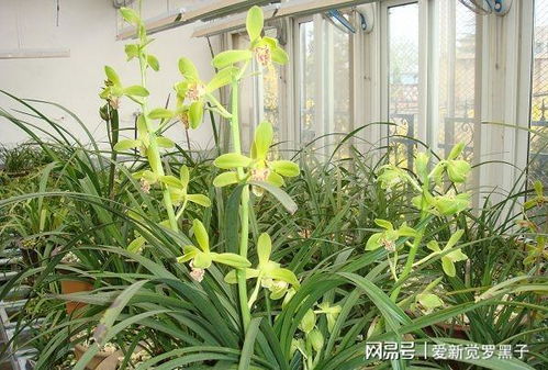 怎么养好恵兰,打造家中绿意盎然之宝