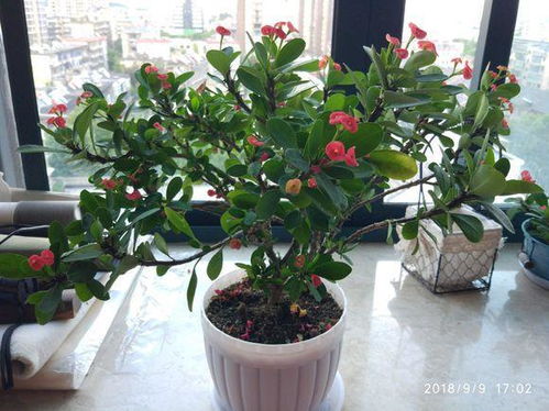 月季绿萝怎么养,家居绿植养护攻略