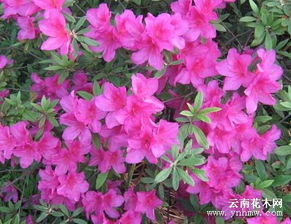 春鹃为什么不开花,探寻不开花之谜