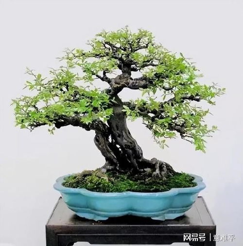 珍珠梅盆景怎么浇水,珍珠梅盆景的浇水技巧与养护指南