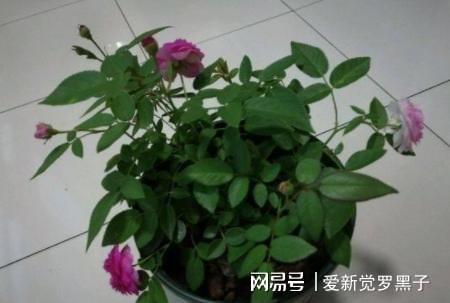 什么花在外面不用管,无需打理的美丽花朵