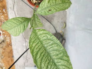 哪个月掉树叶,落叶纷飞的季节”