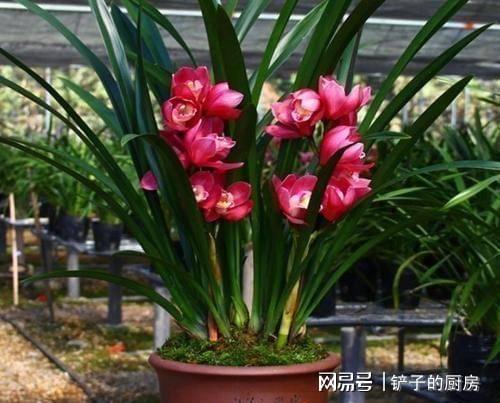 剑兰花怎么养,从生根到绽放的全程指南