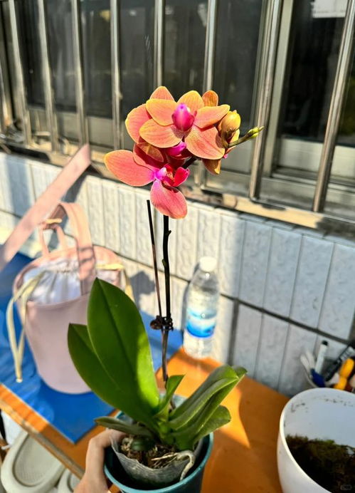 蝴蝶兰的土壤怎么配,透气、排水、保湿三合一