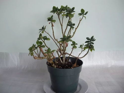 长寿花为什么干叶,揭秘植物健康之谜