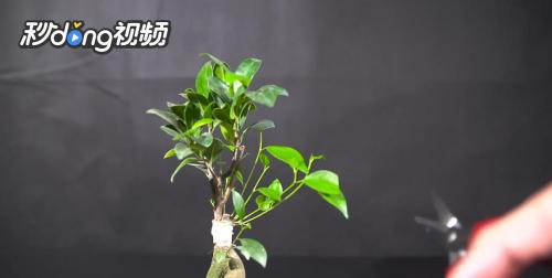 人参榕树盆景怎么养,打造家居绿意盎然的艺术品