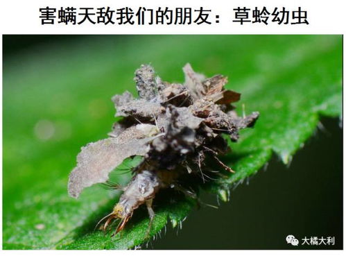 韭菜为什么不着红蜘蛛,揭秘绿色蔬菜的天然防线