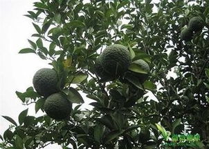 什么水果苗能种在南方