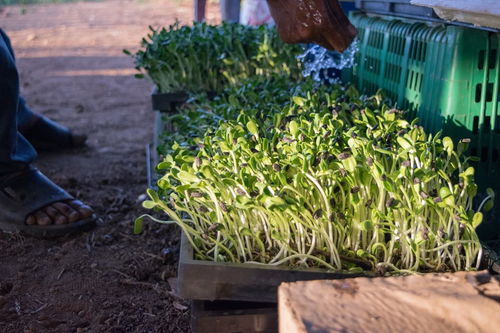 毛竹芽怎么种,毛竹芽种植技巧与培育方法解析