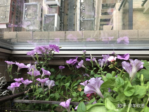 哪些花适合北阳台种,适宜花卉推荐