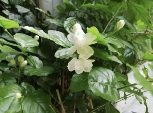 茉莉花什么时候开花,探寻花期的奥秘