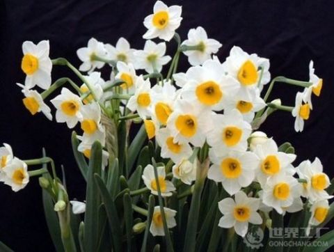 水仙花怎么养,从生根到绽放