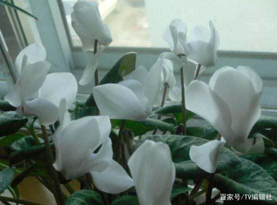 仙客来象征什么,寓意美好与祝福的花语象征