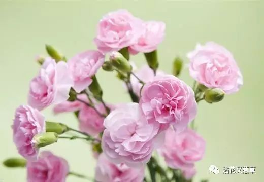 康乃馨怎么醒花后怎么养,康乃馨醒花后的精心养护指南
