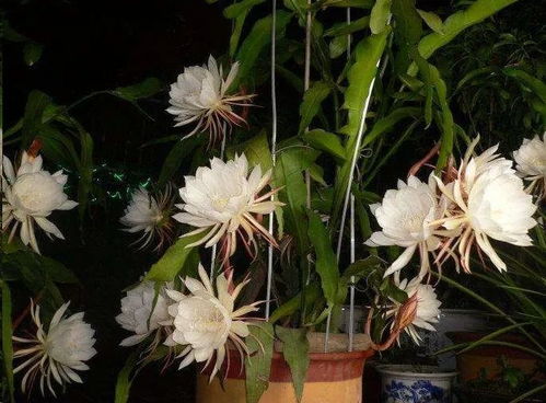 昙花怎么养才能开花,科学养护,尽享月下美人芳华