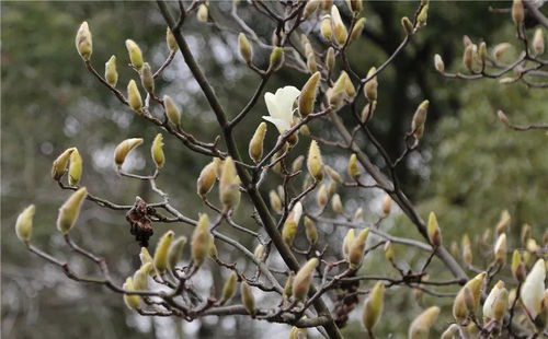 白玉兰什么时候开花,白玉兰绽放时节