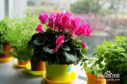 仙客来花怎么养,阳光下的仙客来