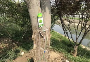 如何给树木挂水,创新挂水技术助力绿色生态建设