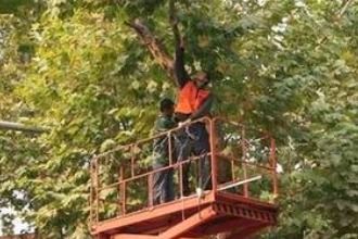 如何修剪景观树,打造完美园林景观