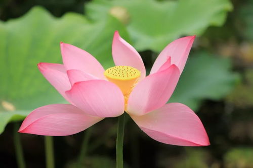 有什么花是莲,探寻莲花的生长与美丽