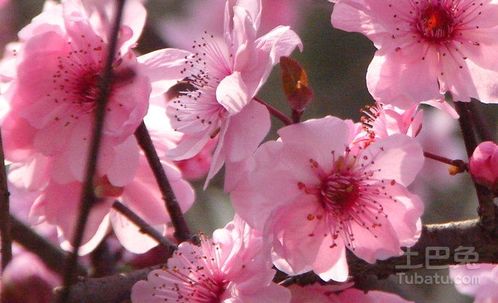 室内如何养好梅花,打造温馨梅香空间