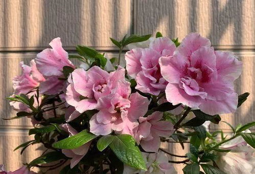 花旺长怎么办,轻松应对植物旺盛生长