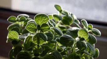 植物需要什么,土壤、水分、光照与营养的奥秘
