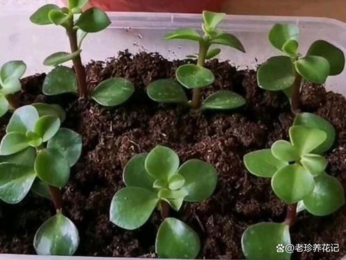 太阳花如何扦插活,轻松培育繁茂植株