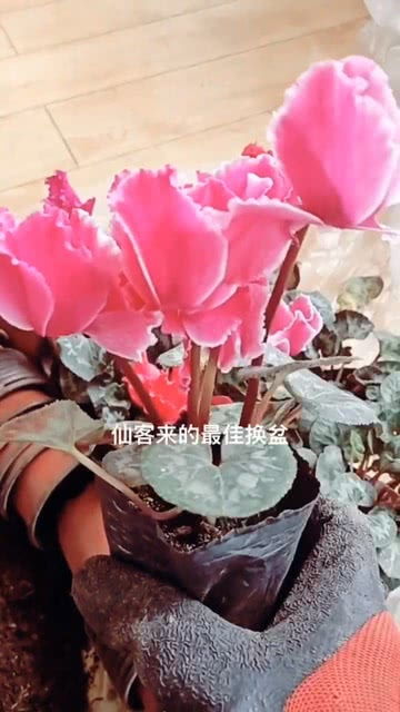 怎么给仙客来换盆,轻松掌握换盆技巧,让植物焕发新活力