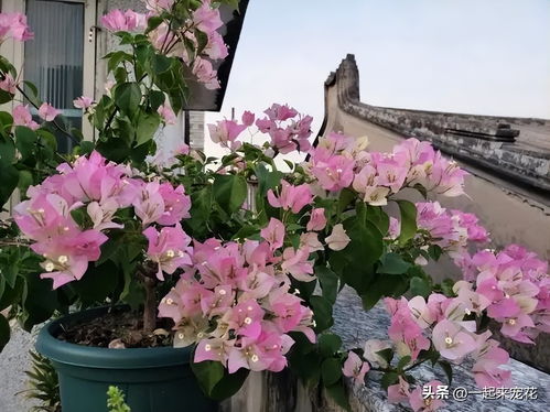 三角梅怎么养,打造繁花似锦的美丽家园