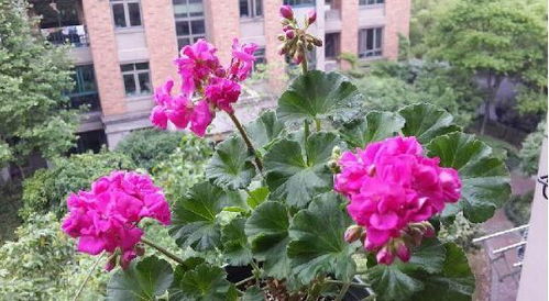 天竺葵怎么养,打造家中绿意盎然的小花园