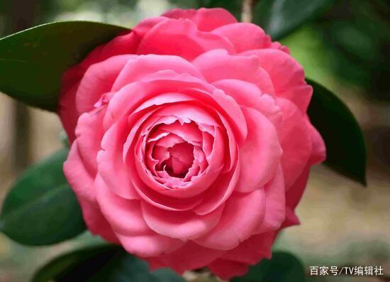 茶花代表什么象征意义,茶花的多重象征意义解析