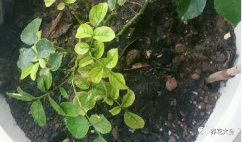 花黄叶的原因有哪些,花黄叶成因探析