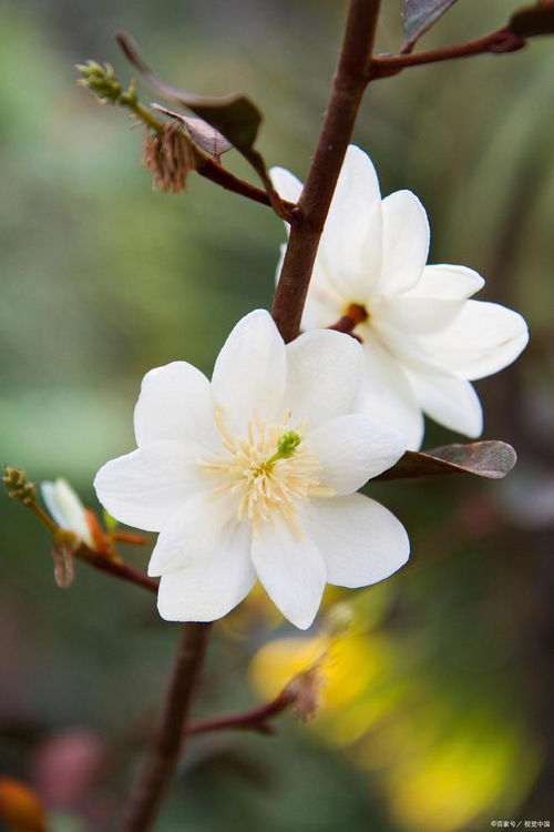 春季有哪些花,春季花卉盛开的美丽画卷