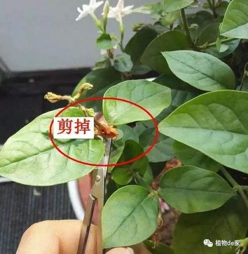 茉莉花怎么剪枝,茉莉花剪枝技巧全解析
