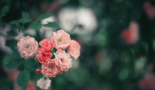 蔷薇花怎么剪枝叶,焕发新生的园艺秘籍