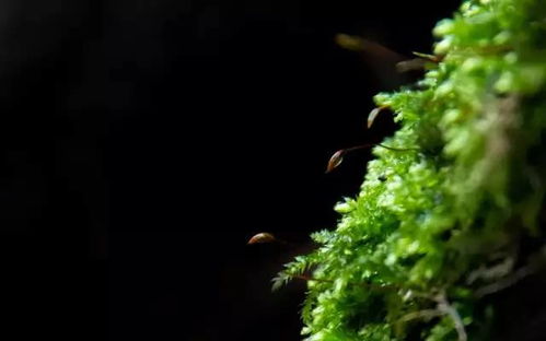 苔藓可以养什么花,打造自然生态室内花园的秘诀