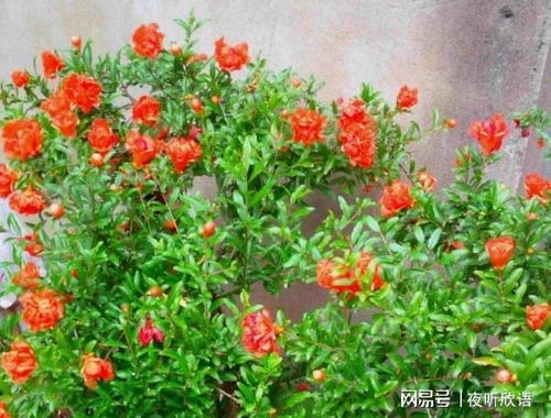 石榴花怎么浇水,石榴花浇水技巧与养护要点