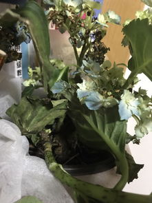 植物日照不足怎么办,植物日照不足的应对策略与解决方案