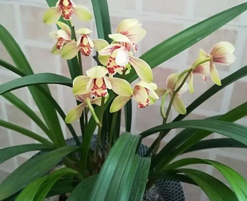 兰花新芽养多久能开花,从萌芽到绽放的蜕变之旅