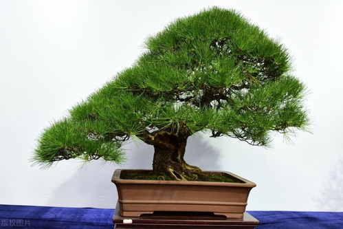 家里适合什么树种的盆景,揭秘适合家庭盆景的树种选择