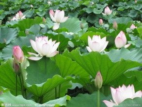 莲花长什么样的,探寻自然之美