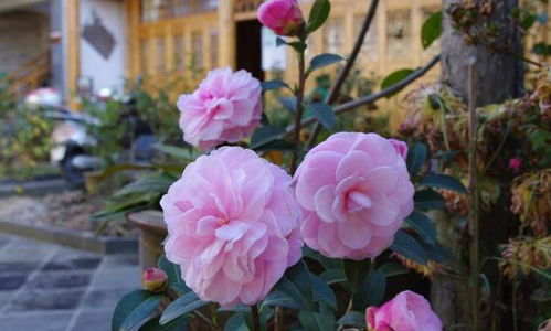 茶花在室外怎么养,打造美丽茶花园